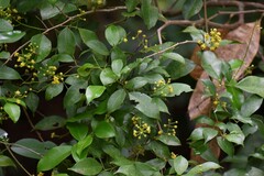 Angiospermae