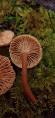 Lactarius rimosellus