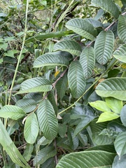 Canavalia cathartica