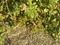 Polycarpon tetraphyllum