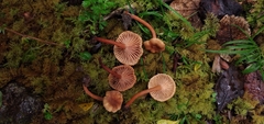 Lactarius rimosellus