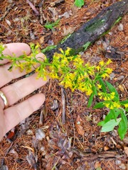 Solidago hispida
