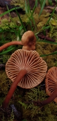 Lactarius rimosellus