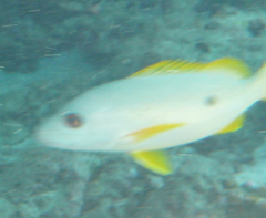 Lutjanus ehrenbergii