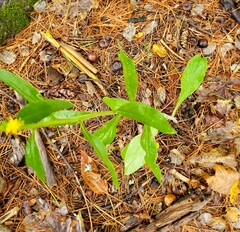 Solidago hispida