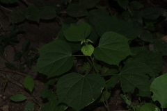 Malvaceae
