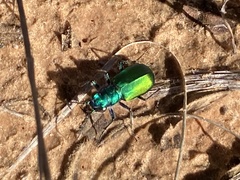 Cicindela scutellaris
