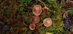 Lactarius rimosellus