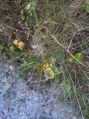 Triumfetta semitriloba