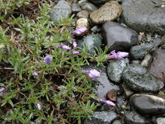 Phlox diffusa