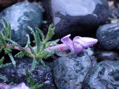 Phlox diffusa