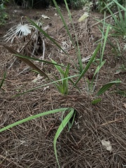 Coryphoideae