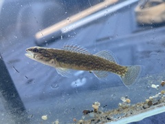 Etheostoma whipplei
