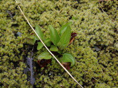 Prunella vulgaris