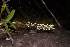 Dendrobium speciosum boreale