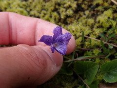 Viola adunca