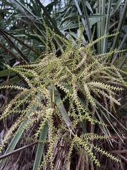 Serenoa repens
