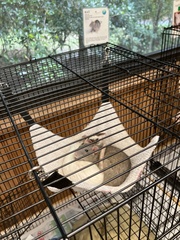 Rattus norvegicus domestica