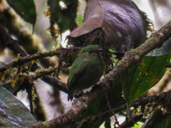 Lepidothrix velutina