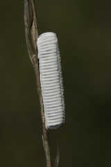 Tabanidae