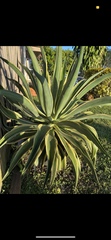 Agave sisalana