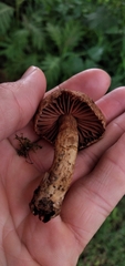 Cortinarius savegrensis