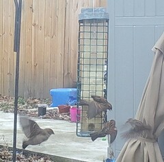 Passer domesticus