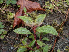 Penstemon serrulatus