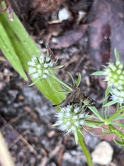 Eryngium aromaticum