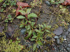 Penstemon serrulatus