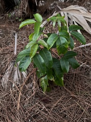 Bursera simaruba