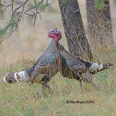 Meleagris gallopavo mexicana
