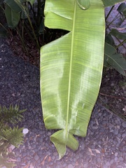 Heliconia rostrata