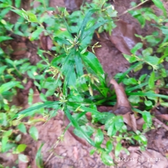 Cyperus albostriatus