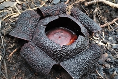 Rafflesia rochussenii