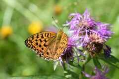 Argynnis adippe