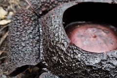Rafflesia rochussenii