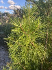 Pinus clausa