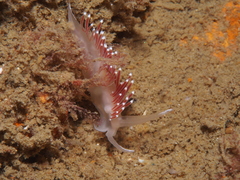 Coryphella