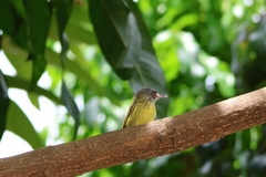 Todirostrum maculatum