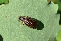 Chrysomela populi