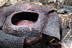 Rafflesia rochussenii