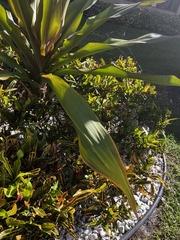 Agave sisalana