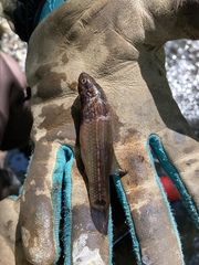 Umbra pygmaea