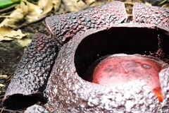 Rafflesia rochussenii