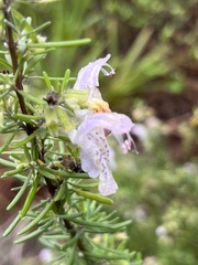 Conradina grandiflora