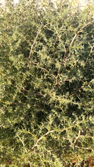 Salsola kali