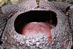 Rafflesia rochussenii