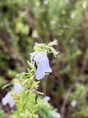 Conradina grandiflora