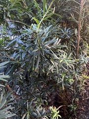 Dodonaea viscosa